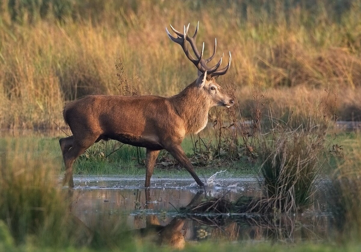  2nd Red Deer by John Hughes